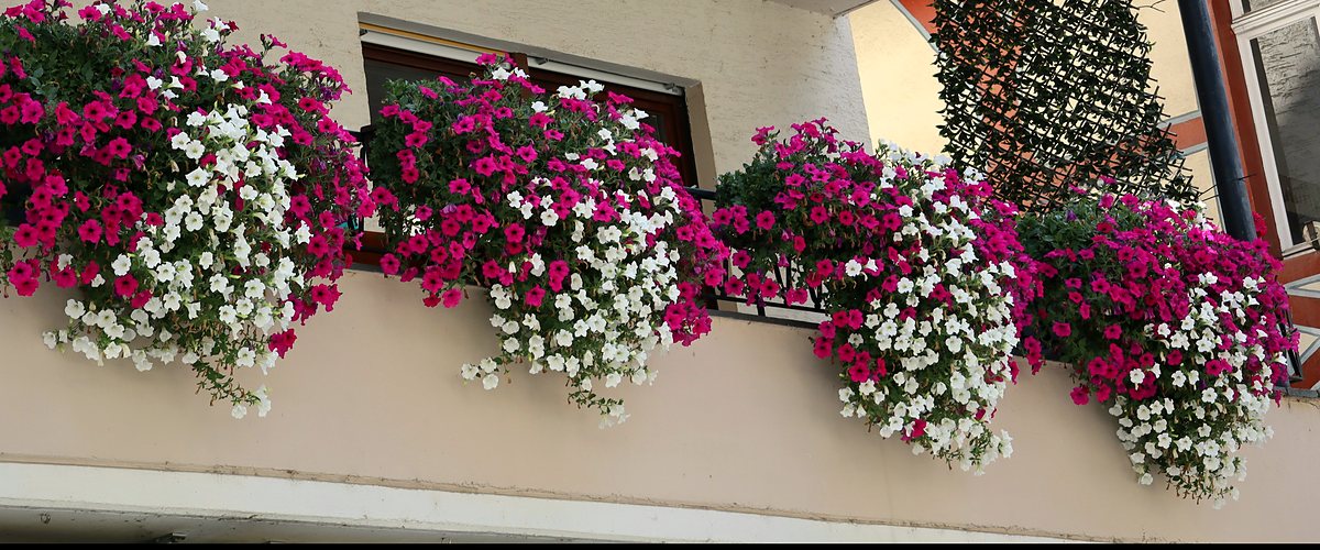 Fioriere con surfinie fucsia e bianche che ricadono dalla ringhiera di un balcone