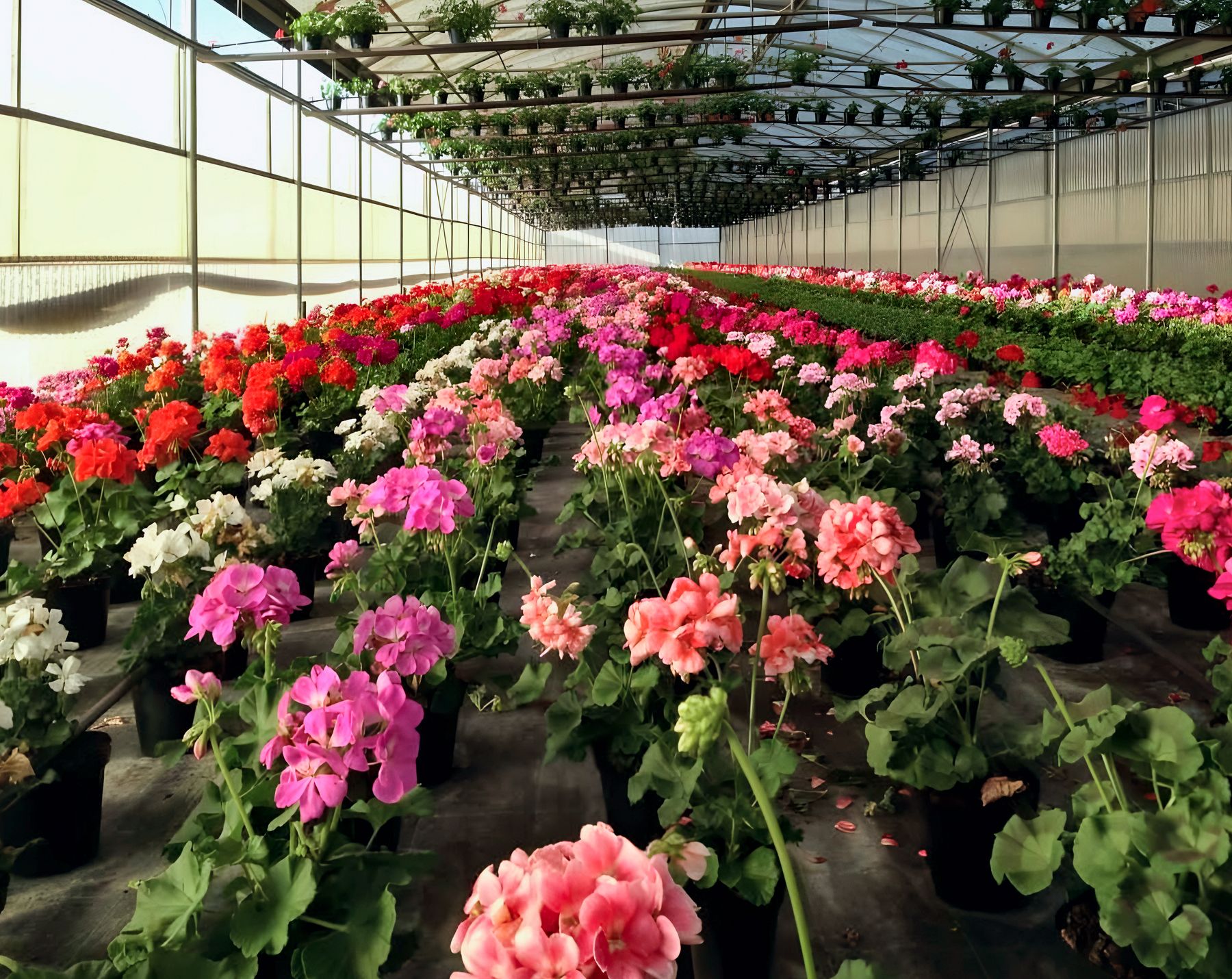 Una delle serre Netoplant piena di gerani in fiore di tanti colori