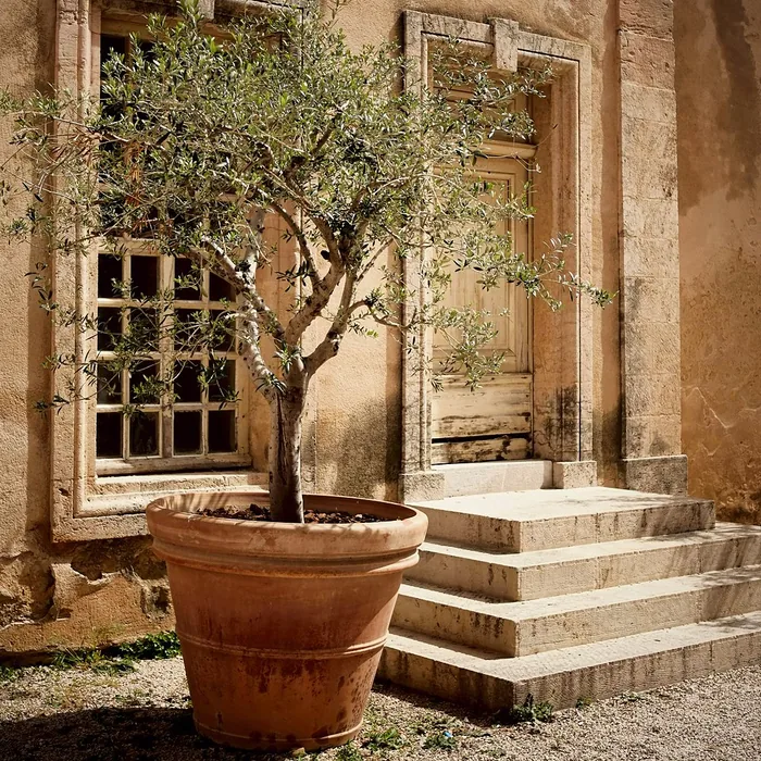Ulivo in un grande vaso di terracotta