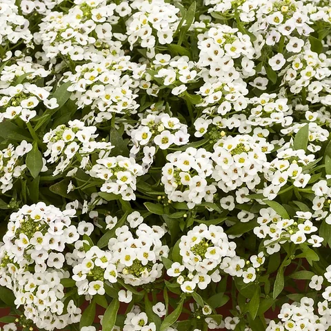 Alisso, bianco