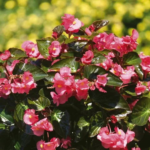 Begonia a foglia grande, rosa