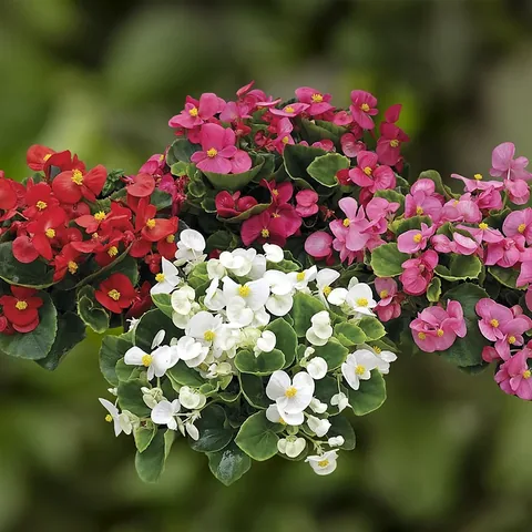 Begonia sempre fiorita, foglia verde, fiori misti