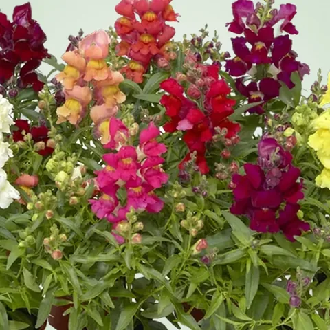 Bocca di leone, colori misti