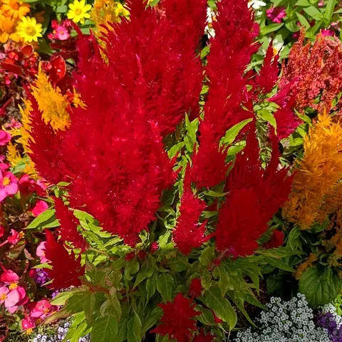Celosia piumosa, colori misti