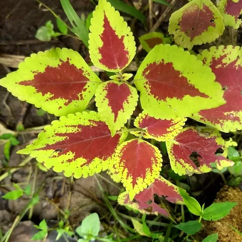 Coleus, colori misti