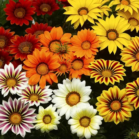 Gazania, colori misti