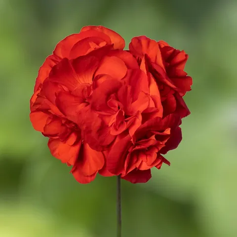 Geranio interspecifico, rosso scarlatto