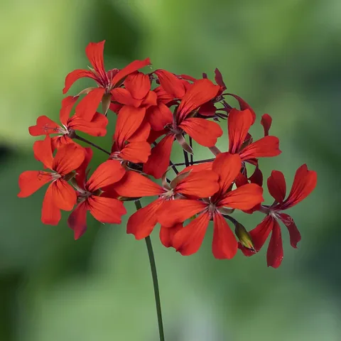 Geranio parigino, rosso