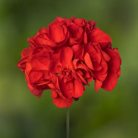 Geranio zonale, rosso