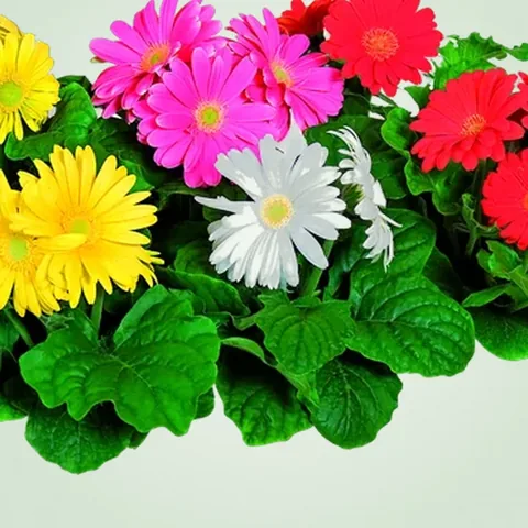 Gerbera, colori misti