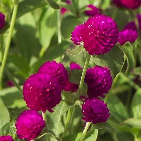 Gomphrena, viola