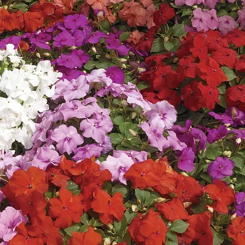Impatiens, colori misti