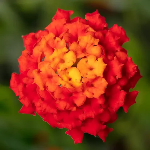 Lantana, rosso e arancio