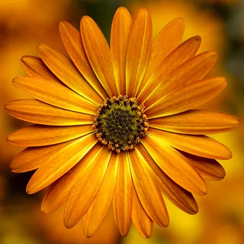 Osteospermum, bronzo