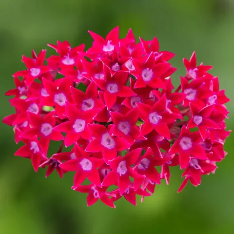 Pentas, rosso