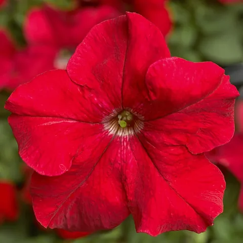 Petunia, rosso