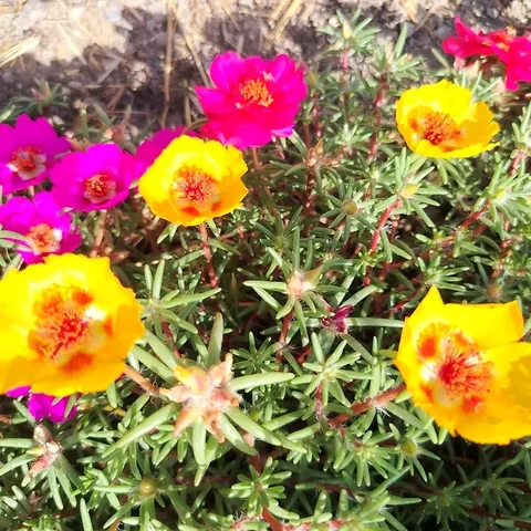 Portulaca, colori misti