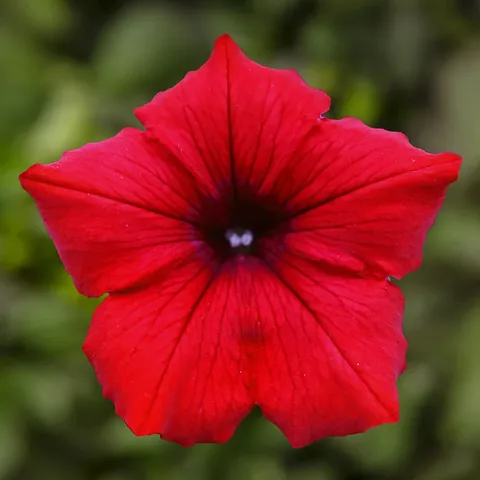 Surfinia, rosso