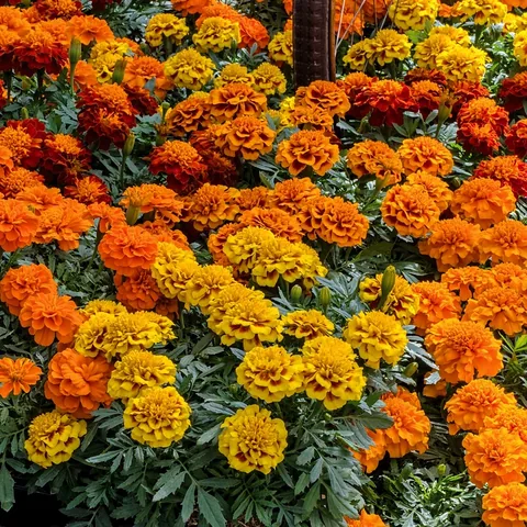 Tagete, giallo e arancio