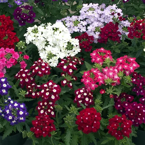 Verbena, colori misti