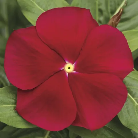 Vinca, rosso