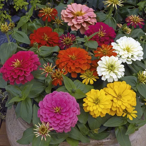 Zinnia, colori misti